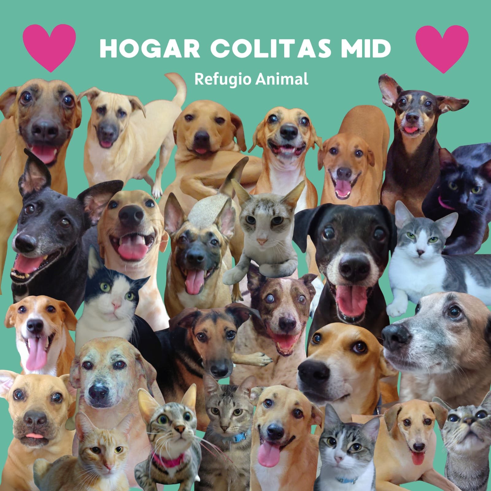 Portada Hogar Colitas MID